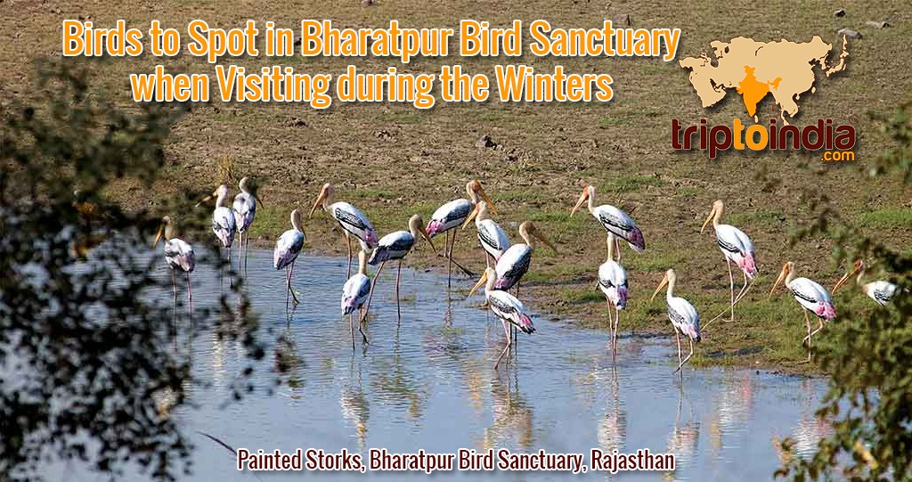Birds to Spot in Bharatpur Bird Sanctuary when Visiting during the Winters