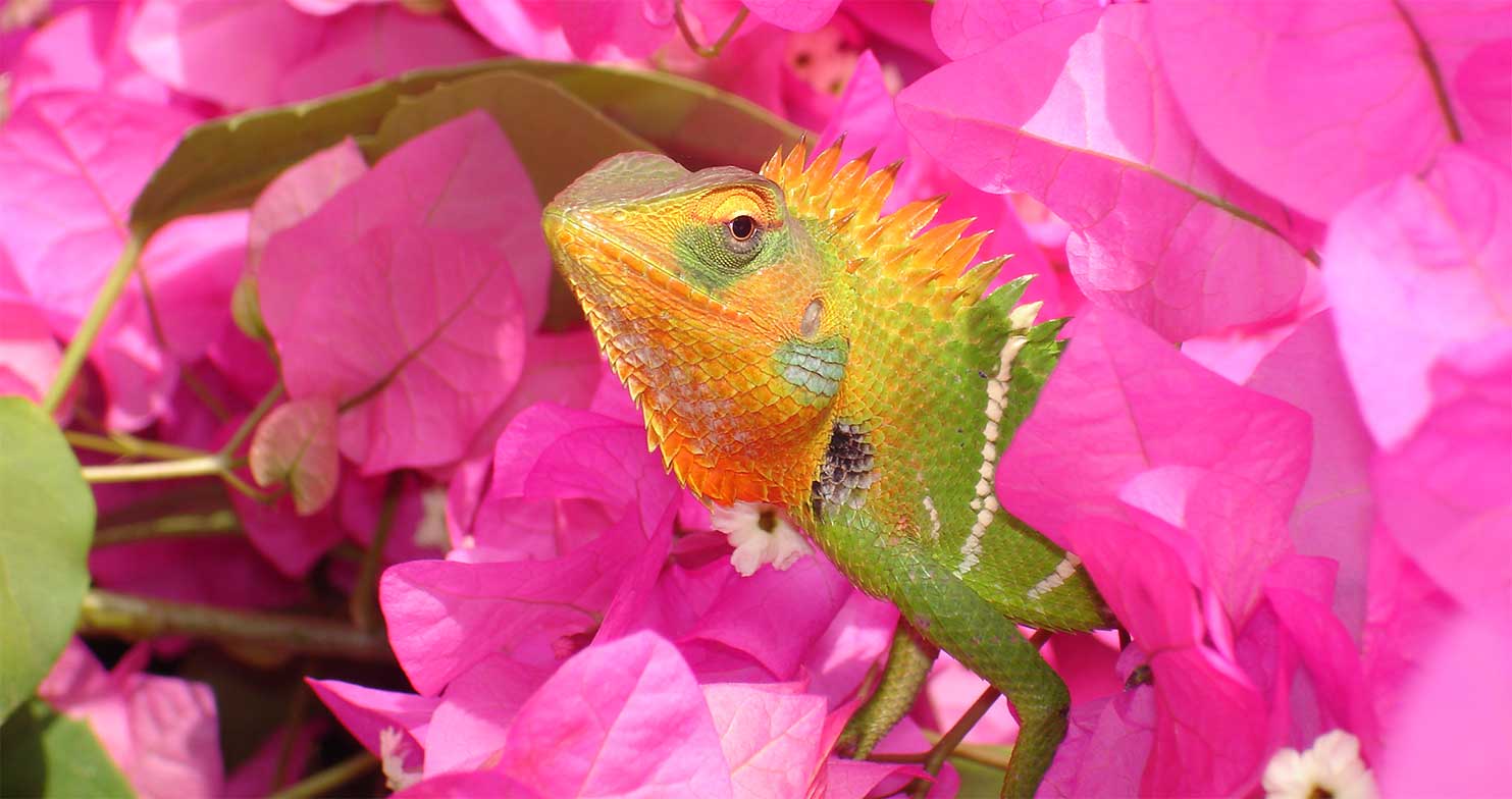 Chameleon peeking out of bougainvillae