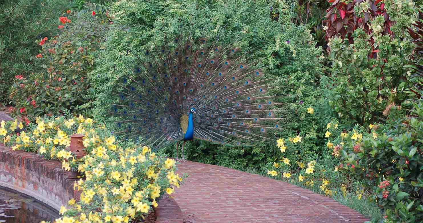 Peacock in full mating display