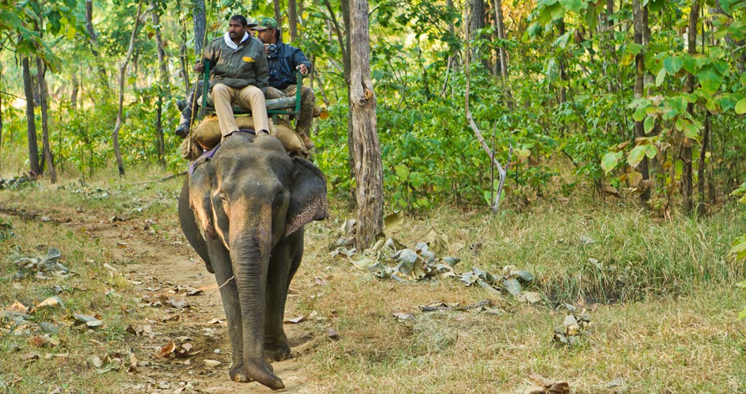Game viewing on elephant back