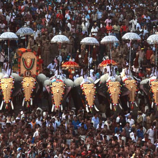 Kerala Temple Elephants