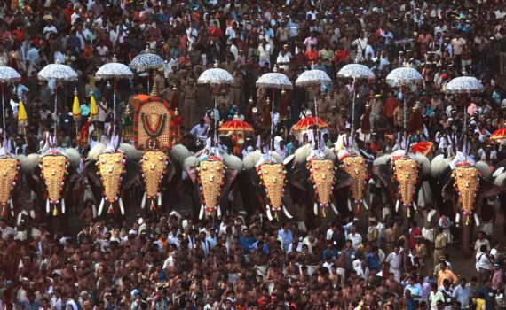 Kerala Temple Elephants