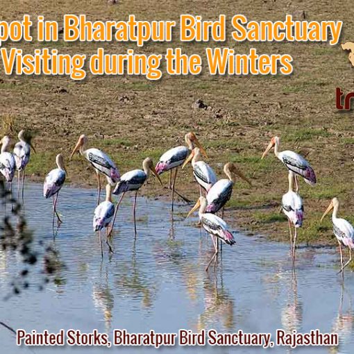 Birds to Spot in Bharatpur Bird Sanctuary when Visiting during the Winters