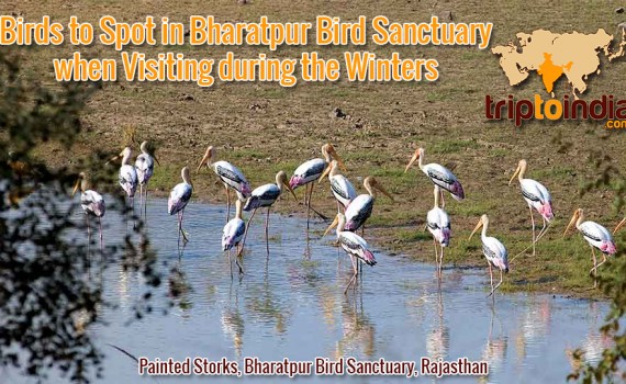 Birds to Spot in Bharatpur Bird Sanctuary when Visiting during the Winters