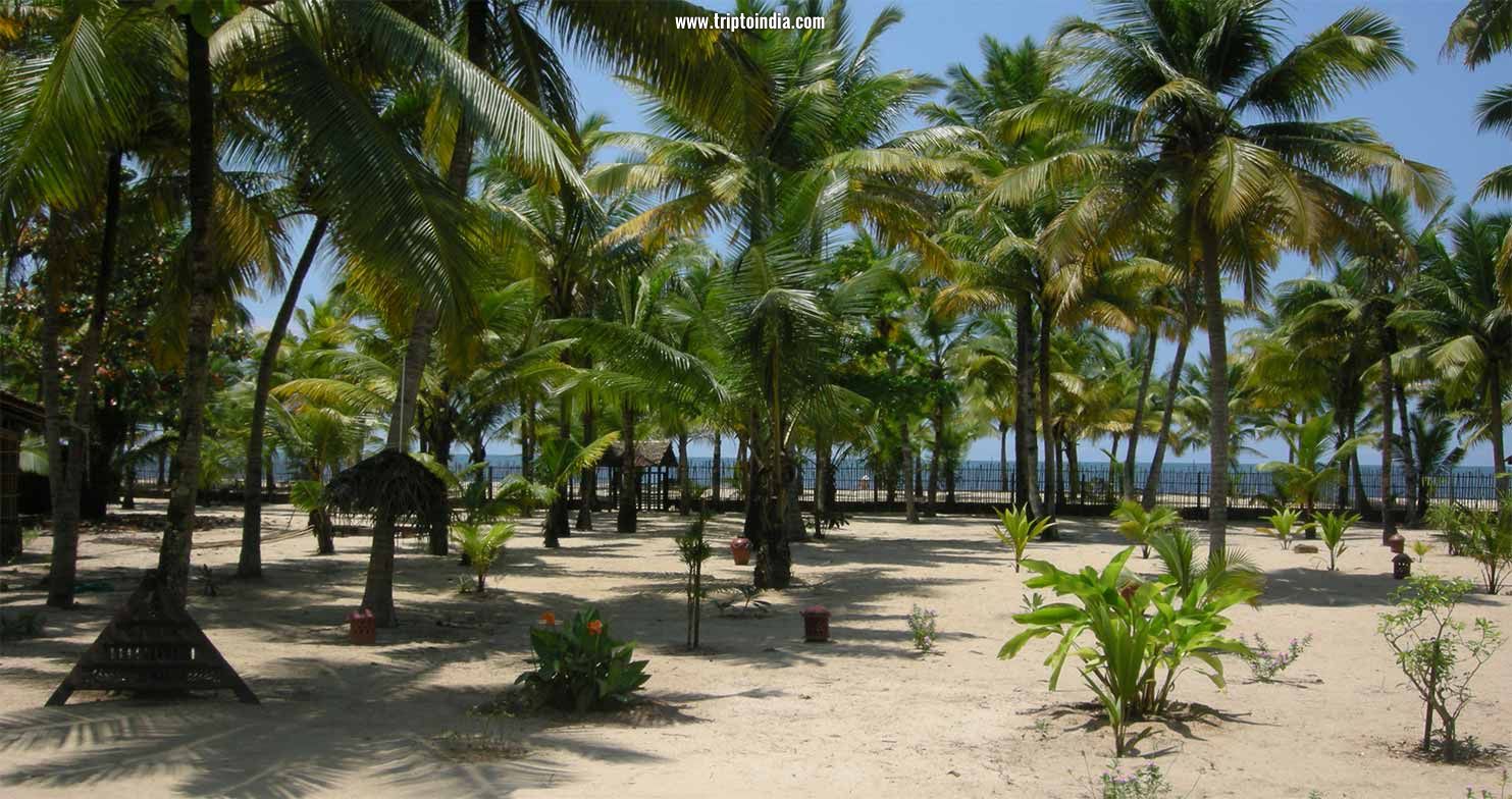 View of sea and coconut plantations