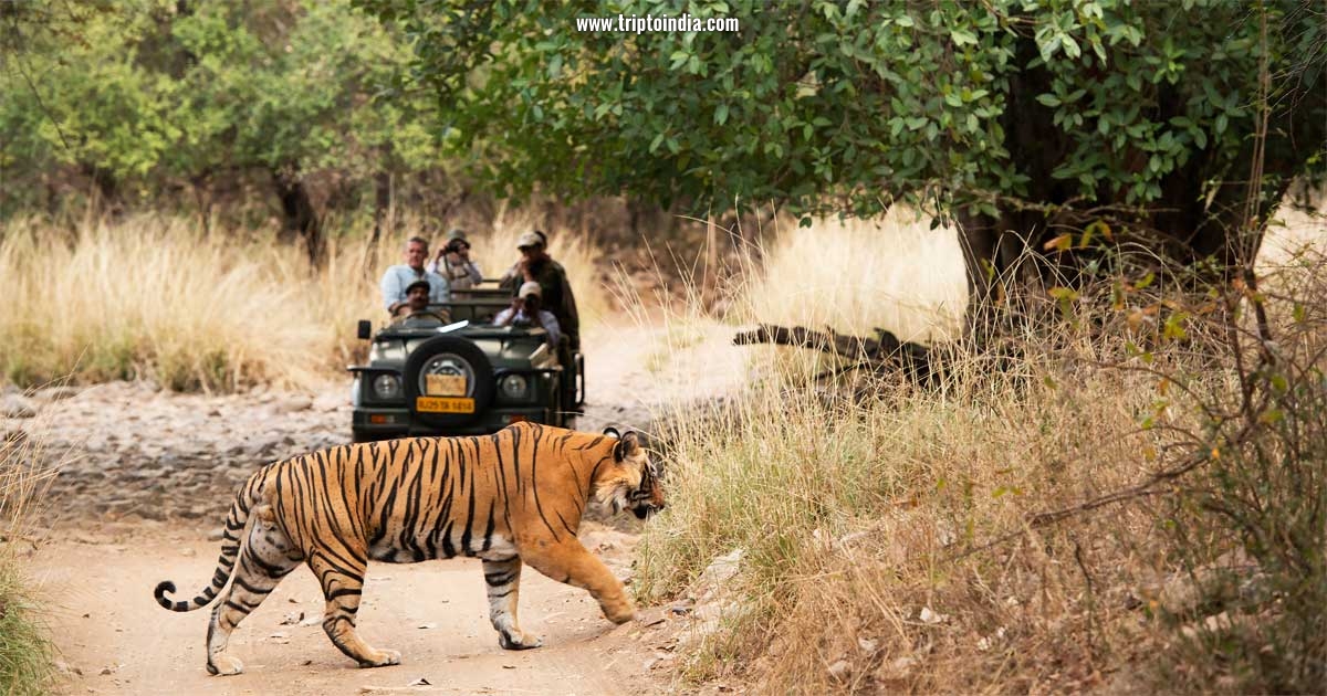 Game Safari at the Tiger Park