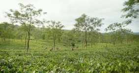 Assam