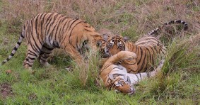 Kanha National Park