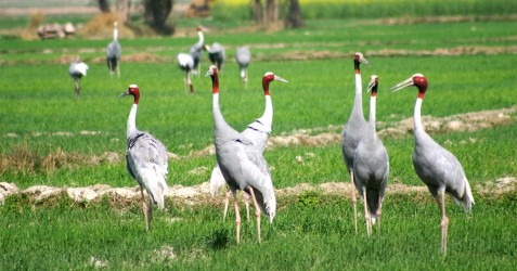 Indian Birdwatching Tour