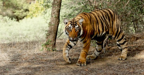 Tigers and Sloth Bears of India